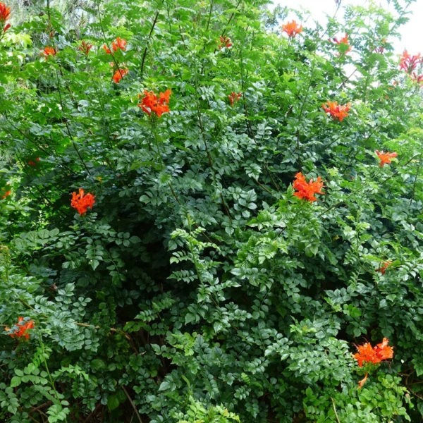 Luleaua turcului (Campsis radicans) - Ghiveci 0,7L - imagine 2