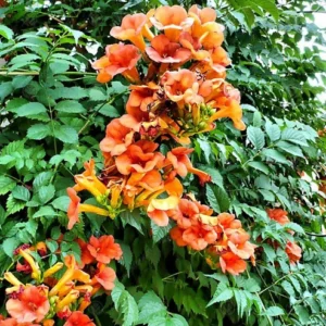 Luleaua turcului (Campsis radicans) - Ghiveci 0,7L