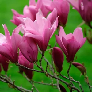 Magnolia 'Ann' - Ghiveci 0,7L