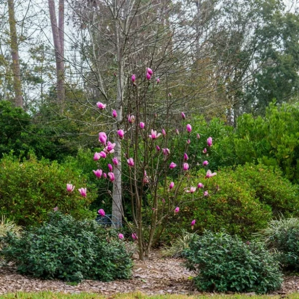 Magnolia 'Ann' - Ghiveci 0,7L - imagine 2