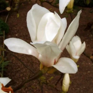 Magnolia Soulangeana 'Alba Superba' - Ghiveci 0,7L
