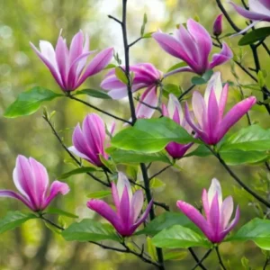 Magnolia 'Susan' - Ghiveci 0,7L