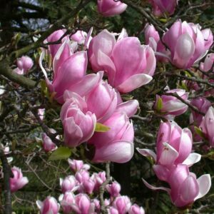 Magnolia roz Soulangeana 20-25 cm - Ghiveci 3L