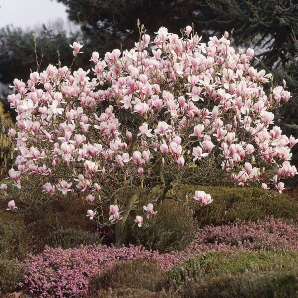 Magnolia roz Soulangeana 20-25 cm - Ghiveci 3L - imagine 2