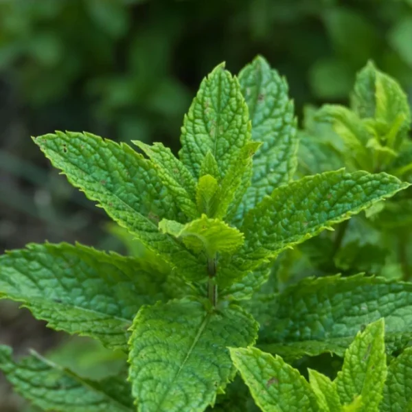 Mentă (Spearmint) - Ghiveci 0.7L
