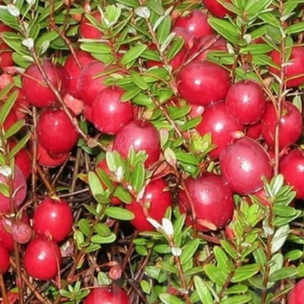 Merișor ”Vaccinium McFarlin” - Ghiveci 0,7L