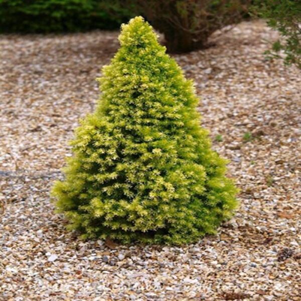 Molid Picea glauca 'Daisy's White' 35-40 cm - Ghiveci 3L