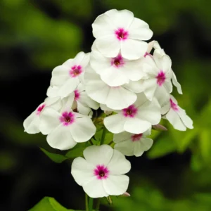 Phlox paniculata 'Flame White Eye' - Ghiveci 3L