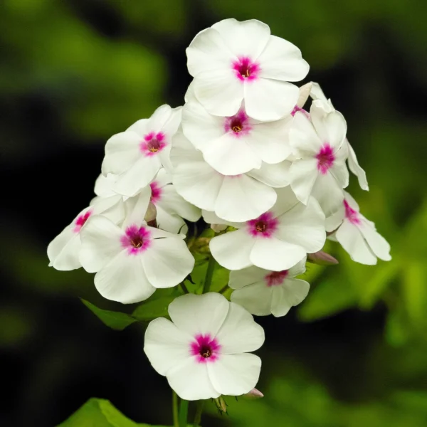 Phlox paniculata 'Flame White Eye' - Ghiveci 3L