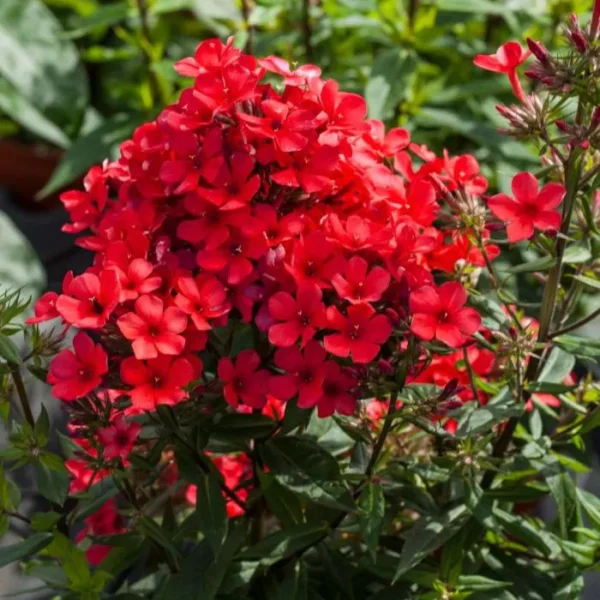 Phlox paniculata 'Flame Red' - Ghiveci 3L