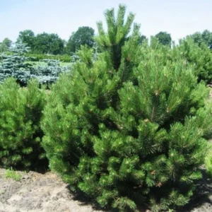 Pin Negru 'Pinus Nigra' - Ghiveci 3L