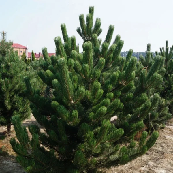Pin Negru 'Pinus Nigra' - Ghiveci 3L - imagine 2