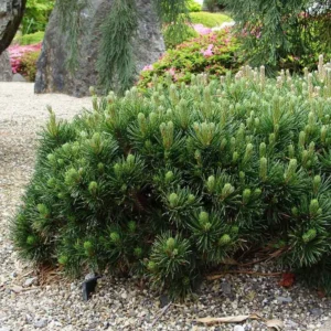 Pin pitic verde 'Pino Pumilio' - Ghiveci 0,7L