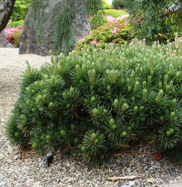 Pin pitic verde 'Pino Pumilio' - Ghiveci 0,7L