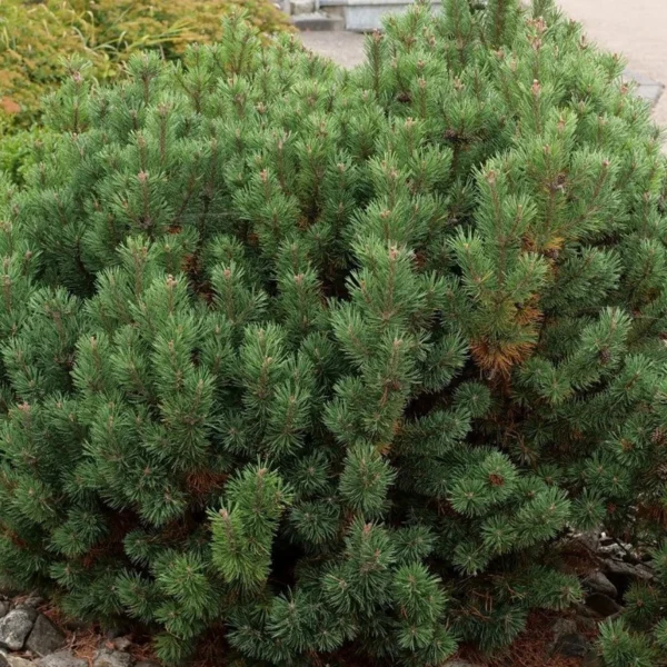 Pin pitic verde 'Pino Pumilio' - Ghiveci 0,7L - imagine 2