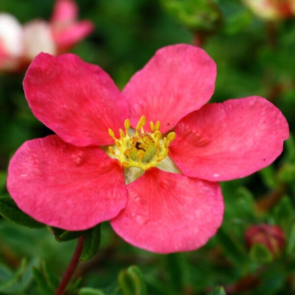 Potentilla Fruticosa 'Lovely Pink' 40-45 cm - Ghiveci 3L - imagine 2