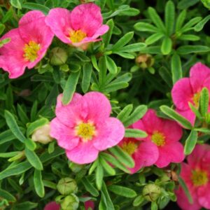 Potentilla Fruticosa 'Lovely Pink' 40-45 cm - Ghiveci 3L