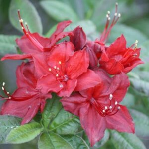 Rhododendron ”Doloroso” 15-20 cm - Ghiveci 0.7L