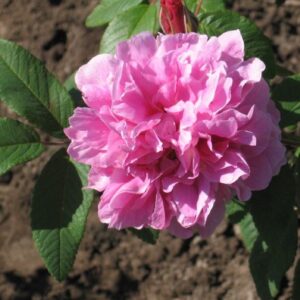 Trandafir Rosa ‘Thérèse Bugnet’