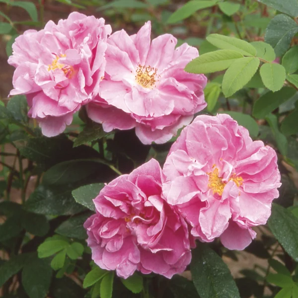 Trandafir Rosa ‘Thérèse Bugnet’ - imagine 2
