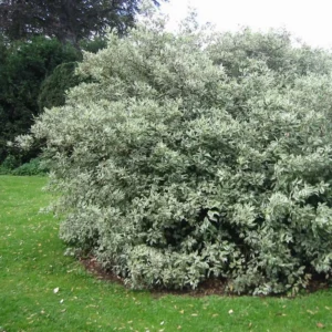 Salba verde cu alb - Ghiveci 0.7L