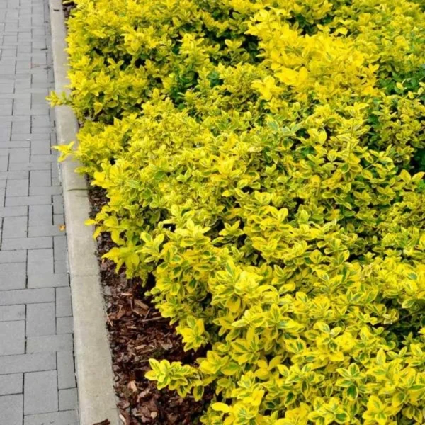Salba verde cu galben 'Aureovariegata' - Ghiveci 0,7L