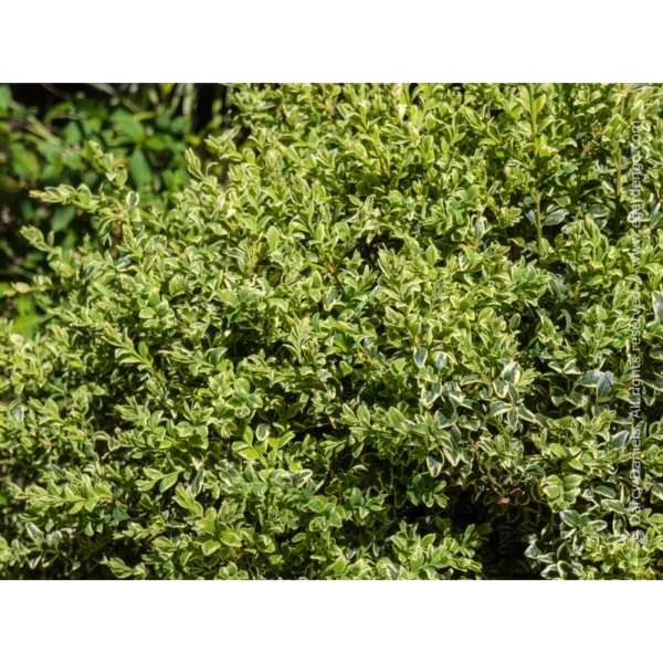Salba verde cu galben 'Aureovariegata' - Ghiveci 0,7L - imagine 2