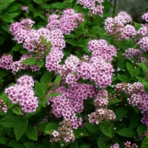 Cununiță Roz (Spiraea japonica "Little Princess") - Ghiveci 3L