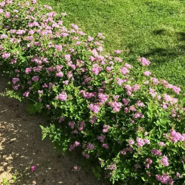 Cununiță roz Spiraea japonica 'Little Princess' - Ghiveci 0.7L - imagine 2