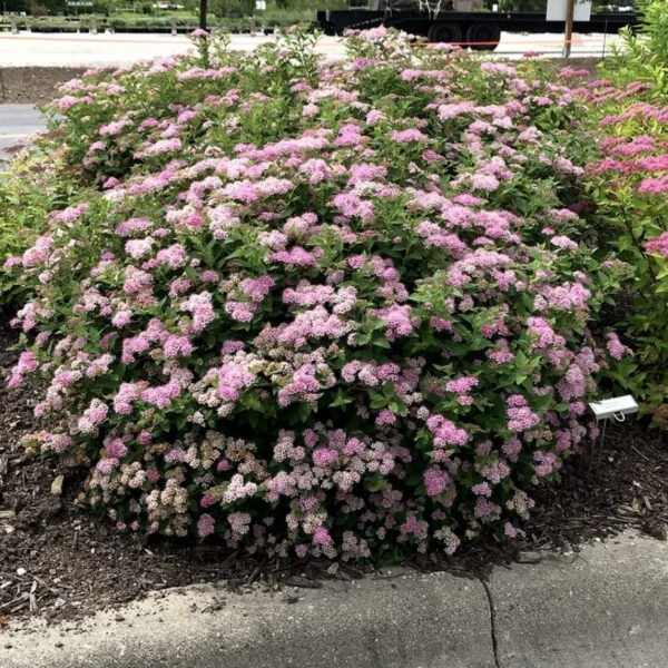 Cununiță Roz (Spiraea japonica "Little Princess") - Ghiveci 3L - imagine 2