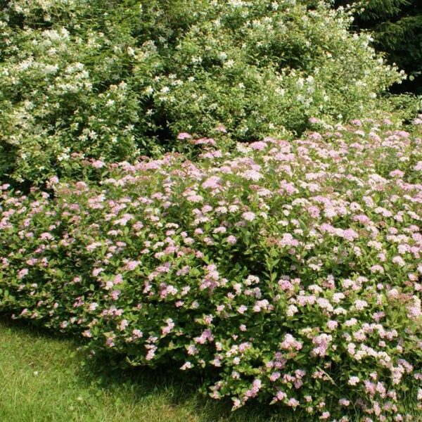Cununiță roz Spiraea japonica 'Little Princess' - Ghiveci 0.7L
