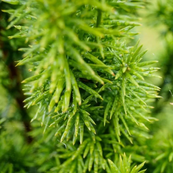 Taxus Baccata (Tisa) - Ghiveci 0.7L