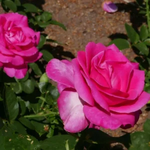Trandafir Hibrid "Caprice"