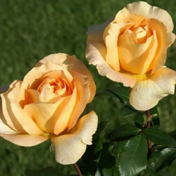 Trandafir Hibrid "Casanova"