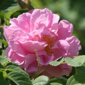 Trandafir de dulceata "Damascena"