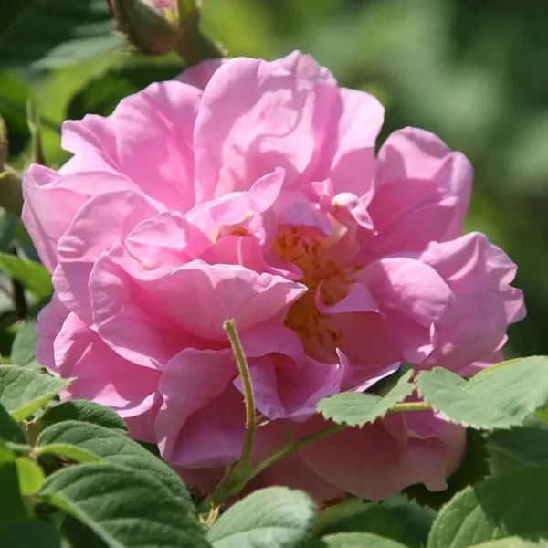 Trandafir de dulceata "Damascena"