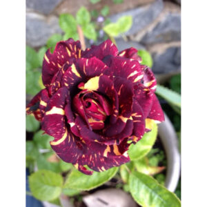 Trandafir Hibrid "Hocus Pocus"