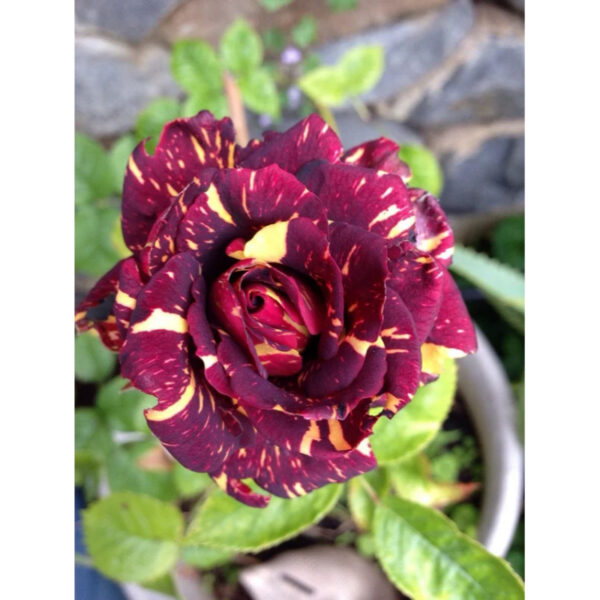 Trandafir Hibrid "Hocus Pocus"