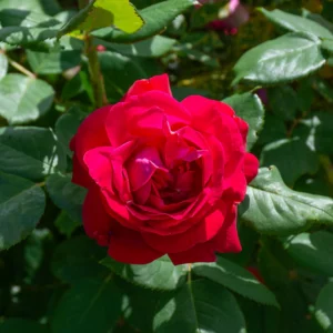 Trandafir Hibrid "Ravel"