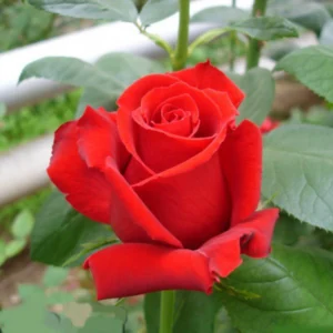 Trandafir Hibrid "Red Berlin"