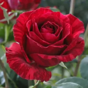 Trandafir Hibrid "Red Intuition"
