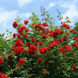 Trandafir 'Rosa Red' 20-25 cm- Ghiveci 0.7L