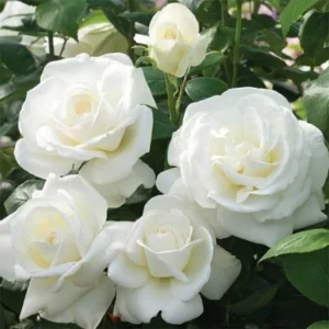 Trandafir ”Rosa White” - Ghiveci 0,7L
