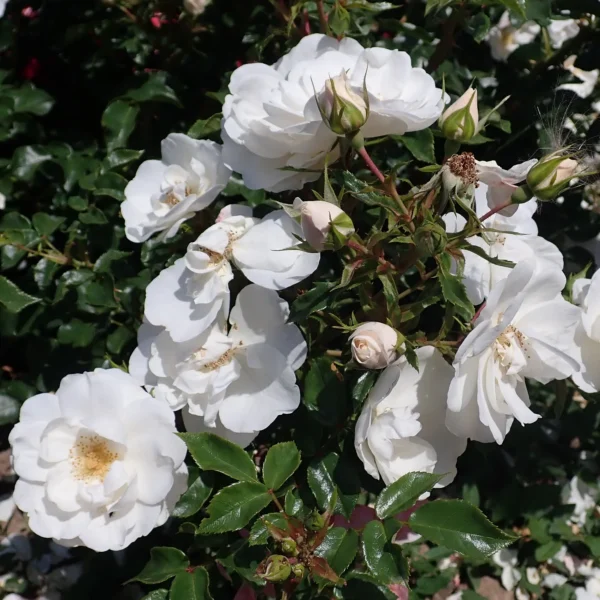 Trandafir ”Rosa White” - Ghiveci 0,7L - imagine 2