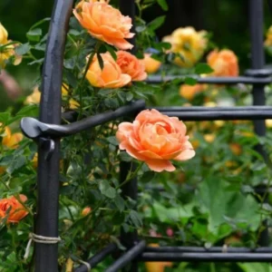 Trandafir cățărator ”Rosa Orange” - Ghiveci 0,7L