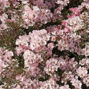 Trandafir târâtor roz „Rosa Nozomi” - Ghiveci 0,7L