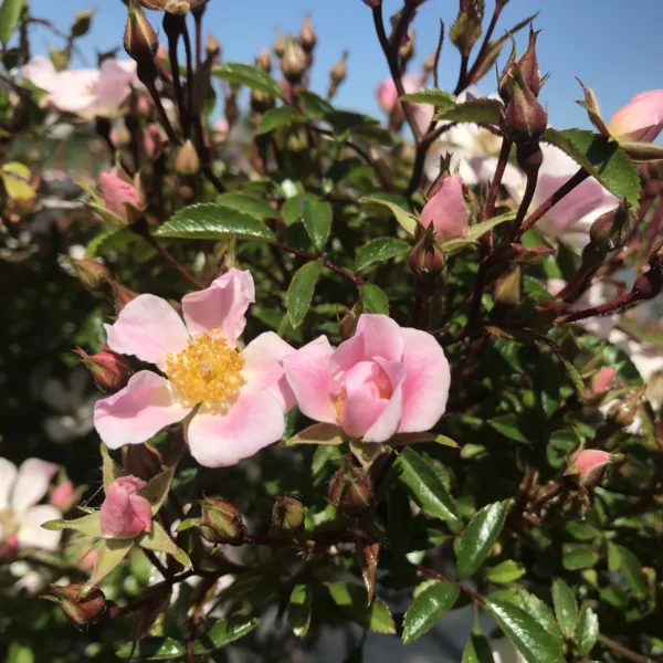 Trandafir târâtor roz „Rosa Nozomi” - Ghiveci 0,7L - imagine 2