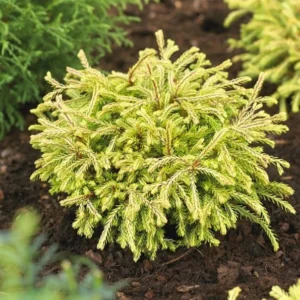 Tuia aurie ”Golden Tuffet” - Ghiveci 3L