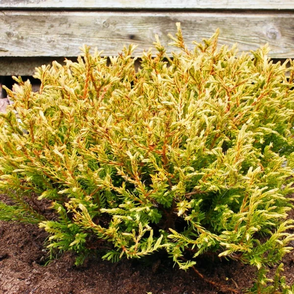 Tuia aurie ”Golden Tuffet” - Ghiveci 0.7L - imagine 2