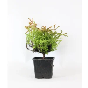 Tuia aurie ”Golden Tuffet” - Ghiveci 0.7L